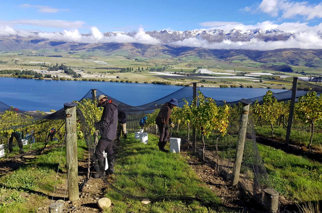 Central Otago Vineyards