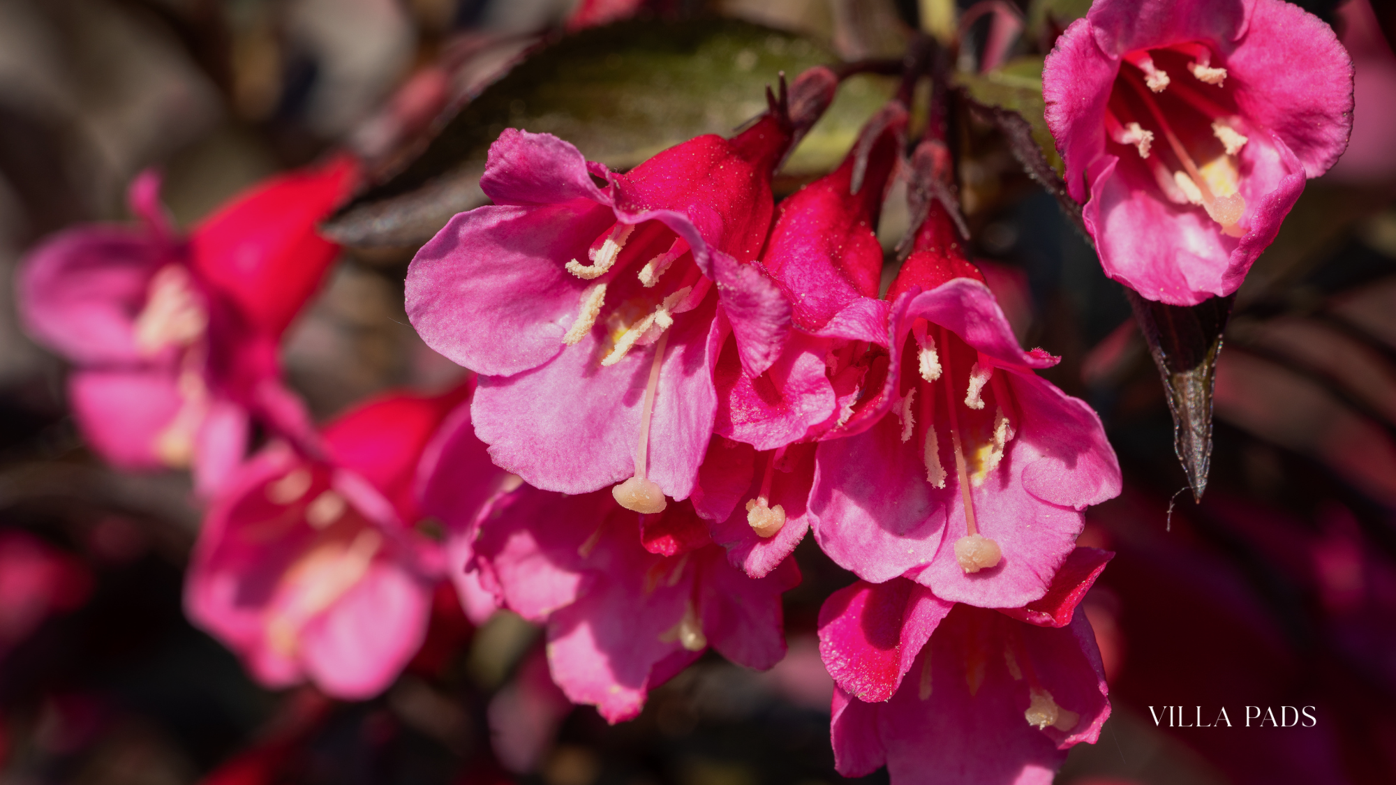 Top Botanical Gardens To Explore In South Florida