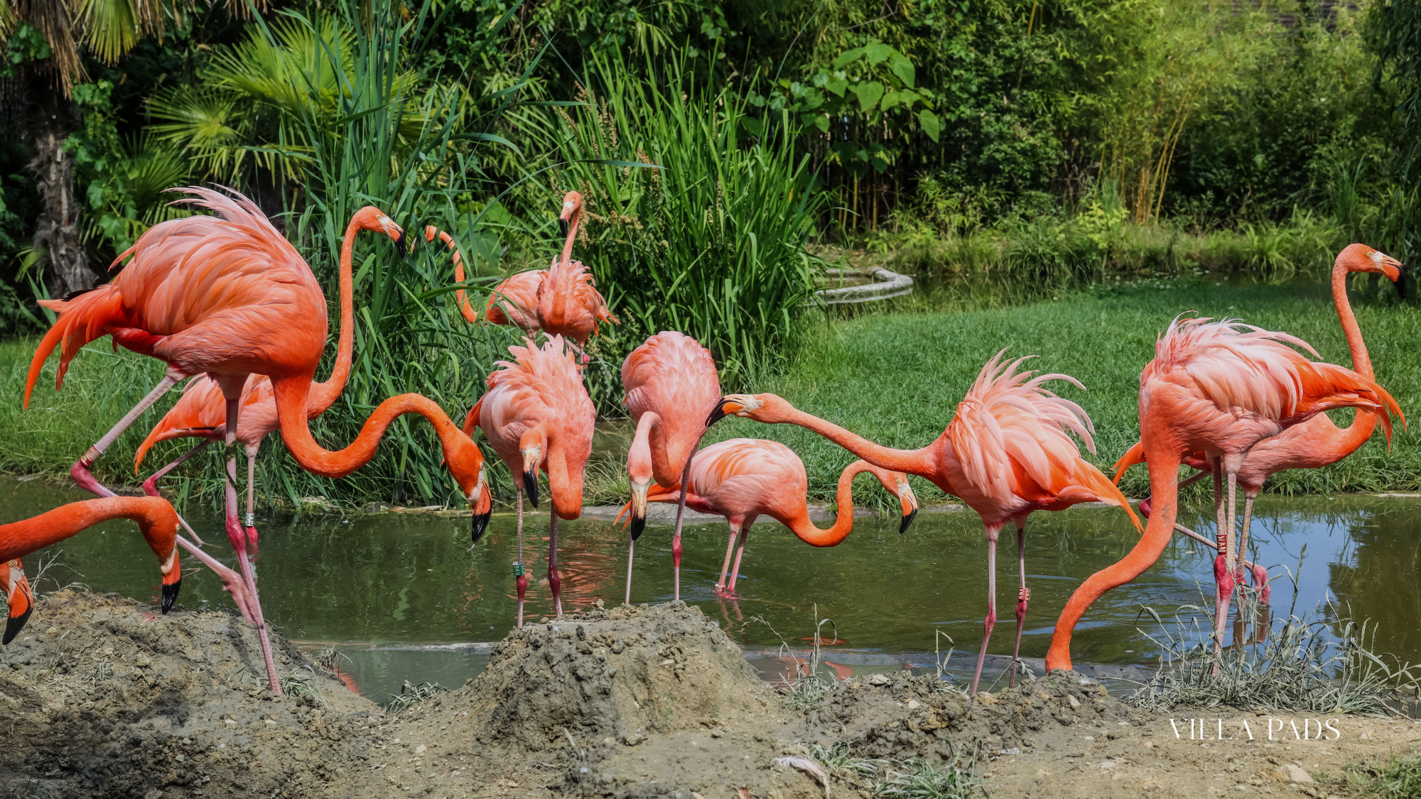 Flamingo Gardens Davie Florida