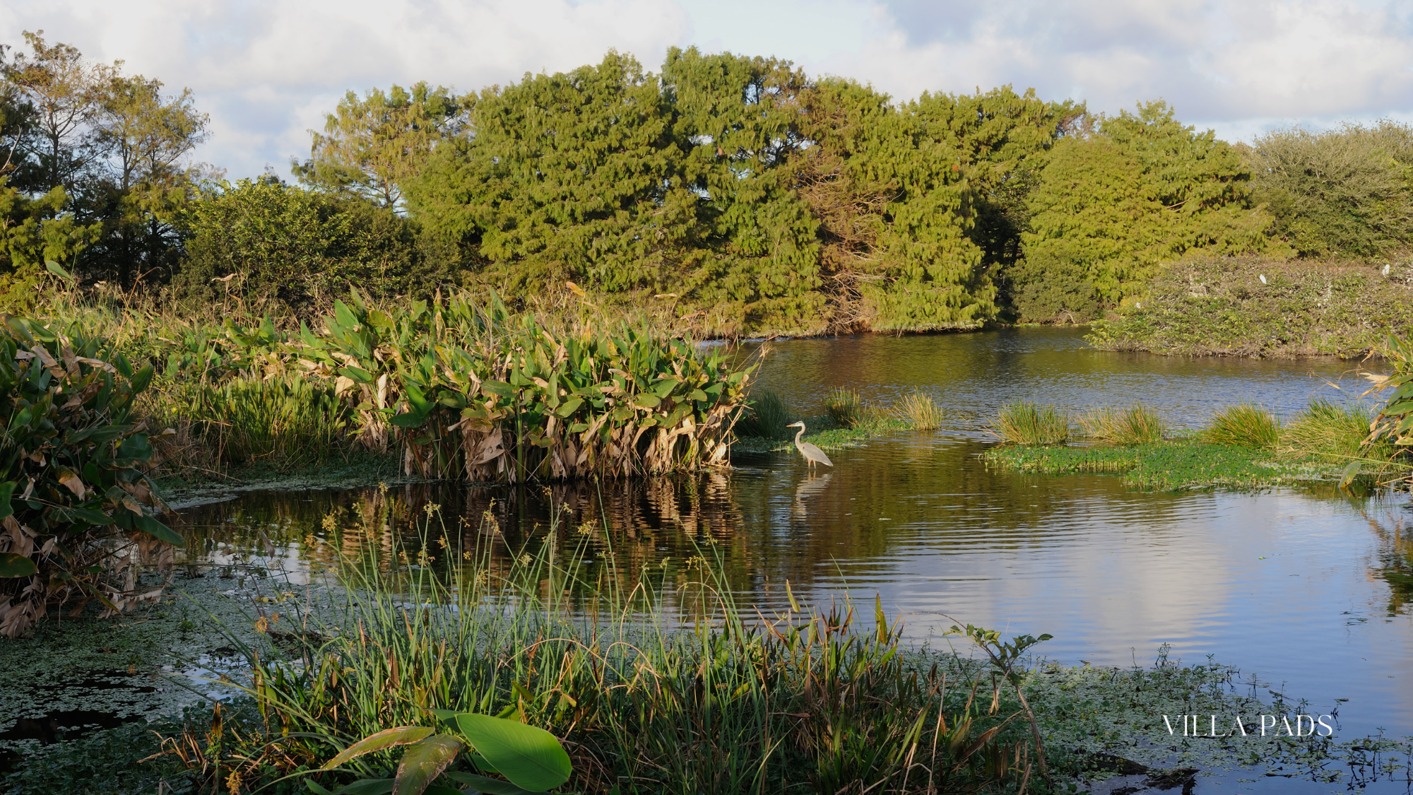 Wakodahatchee Birdwatching Spot