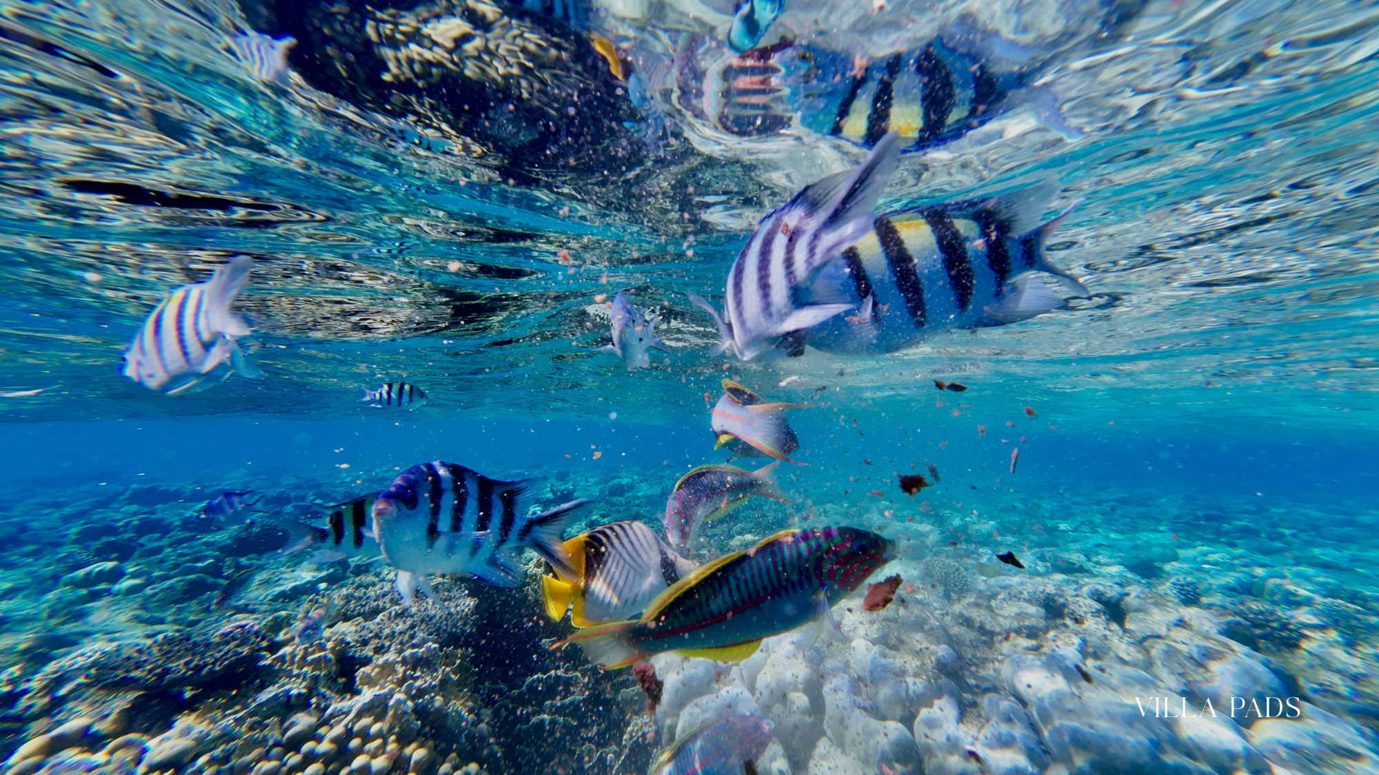 Sunlight Snorkeling Turks Caicos